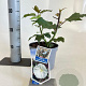 Hibiscus m. Carousel Ghost 30-40 cm 2,0L