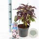 Digitalis purp. Excelsior Hybrids 30-40 cm 2,0L