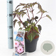 Hibiscus m. Carousel Pink Candy 30-40 cm 2,0L