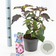 Hibiscus m. Carousel Pink Candy 30-40 cm 2,0L