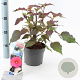 Hibiscus m. Carousel Pink Passion 30-40 cm 2,0L