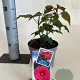 Hibiscus m. Carousel Pink Passion 30-40 cm 2,0L