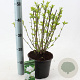 Hibiscus syr. 'Admiral Dewey' 40-50 cm 3,0L