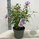 Hibiscus syr. Flower Tower Purple 60-70 cm 5,0L