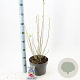 Hibiscus syr. Flower Tower Purple 60-70 cm 5,0L