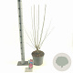 Hibiscus syr. Flower Tower Ruby 60-70 cm 5,0L