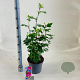 Hibiscus syr. Flower Tower Ruby 60-70 cm 5,0L