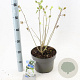 Hibiscus syr. Flower Tower White 60-70 cm 5,0L