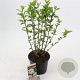Hibiscus syr. 'Leopoldii' 40-50 cm 3,0L