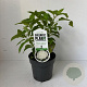 Hydrangea a. 'Annabelle' 30-40 cm P17