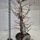 Hydrangea anomala petiolaris 125-150 cm 35L solitair