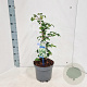 Hydrangea anomala petiolaris 60-70 cm 5,0L met stok