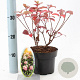 Hydrangea pan. Baby Lace 30-40 cm 2,0L