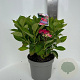 Hydrangea m. Frisbee Hot Pink 40-50 cm 5,0L