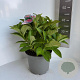 Hydrangea m. Frisbee Hot Pink 40-50 cm 5,0L