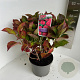 Hydrangea m. Frisbee Hot Pink 40-50 cm 5,0L