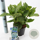 Hydrangea m. 'Nikko Blue' 10-15 cm 2,0L