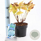 Hydrangea m. 'Nikko Blue' 10-15 cm 2,0L