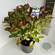 Hydrangea m. Saxon Bright White 40-50 cm 5,0L