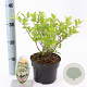 Hydrangea pan. Confetti 30-40 cm 2,0L