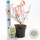 Hydrangea pan. Confetti 30-40 cm 2,0L