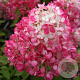 Hydrangea pan. Diamand Rouge 40-50 cm 2,0L
