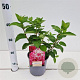 Hydrangea pan. Diamand Rouge 40-50 cm 2,0L