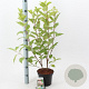 Hydrangea pan. 'Phantom' 50-60 cm 3,0L