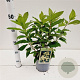 Hydrangea pan. 'Tardiva' 30-50 cm 2,0L