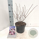 Hydrangea pan. Vanille-Fraise 25-30 cm 2,0L