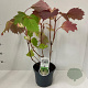 Hydrangea quercifolia 25-30 cm 3,0L