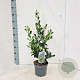 Ilex aq. 'Alaska' 40-60 cm 3,0L