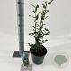 Ilex aq. 'Alaska' 40-60 cm 3,0L