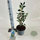 Ilex aq. 'Alaska' 40-60 cm 3,0L