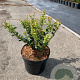 Ilex crenata 'Caroline Upright' 20-25 cm 2,0L