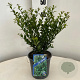 Ilex crenata 'Caroline Upright' 20-25 cm 2,0L