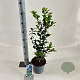Ilex meserv. Blue Maid 50-60 cm 3,0L