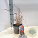 Imperata "Red Baron" 20-25 cm 2,0L