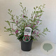 Indigofera heterantha 30-40 cm 2,0L
