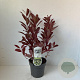 Itea virginica 'Henry's Garnet' 25-30 cm 2,0L