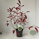 Itea virginica 'Henry's Garnet' 25-30 cm 2,0L
