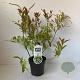 Itea virginica 'Henry's Garnet' 25-30 cm 2,0L