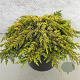 Juniperus comm. 'Lemon Carpet' 30-40 cm 10L