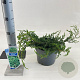 Juniperus comm. 'Repanda' 20-25 cm 3,0L