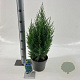 Juniperus chin. 'Stricta' 25-30 cm 3,0L