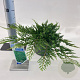 Juniperus h. 'Prince of Wales' 20-25 cm 3,0L
