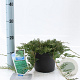 Juniperus h. 'Wiltonii' 20-25 cm 3,0L