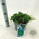 Juniperus h. 'Wiltonii' 20-25 cm 3,0L