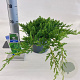 Juniperus procumbens 'Nana' 20-25 cm 3,0L