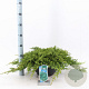 Juniperus procumbens 'Nana' 30-40 cm 7L